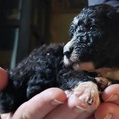 Spanish Water Dog Puppies from The Woolly Dog Ranch