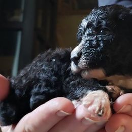 Spanish Water Dog Puppies from The Woolly Dog Ranch