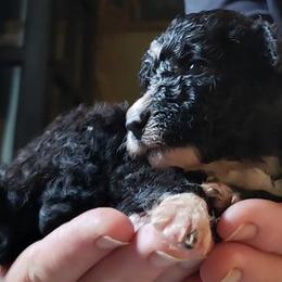 Spanish Water Dog Puppies from The Woolly Dog Ranch