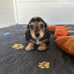 Trumpet- Sable - Sable male Dachshund puppy in Wolf Lake, Indiana from Canisteo Dachshunds