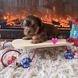 Jill - Chocolate and tan female Yorkshire Terrier puppy in Jacksonville, Florida from TLJ Choco Yorkie Love