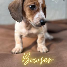 Dachshund Puppies from Camacho_Dachshunds