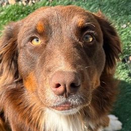 ROSIE - Australian Shepherd