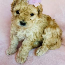 Maltipoo Puppies from Little Loves Maltipoos