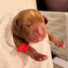 Danzig - Ruby male Cavalier King Charles Spaniel puppy in Tucson, Arizona from Cavapoo Puppy Parade
