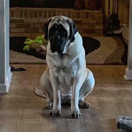 Nymeria  - Mastiff