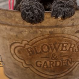 Aussiedoodles, Bernedoodles, and Goldendoodles from Super Doodle Cute PNW