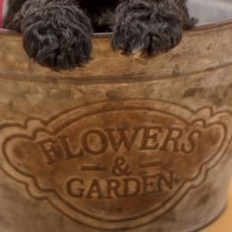 Aussiedoodles, Bernedoodles, and Goldendoodles from Super Doodle Cute PNW