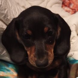 Dachshunds from Monica's Dachshunds