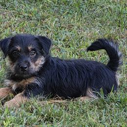 American Hunt Terrier puppies from Bare Bottom Farms