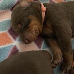 Boy 3 - Doberman Pinscher puppy in Silver Springs, Nevada from Evoke