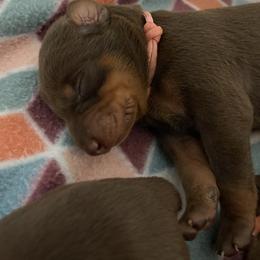 Boy 3 - Doberman Pinscher puppy in Silver Springs, Nevada from Evoke