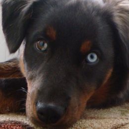 Australian Shepherds from Comeback Aussies
