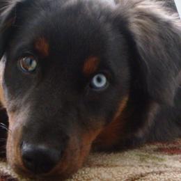 Australian Shepherds from Comeback Aussies