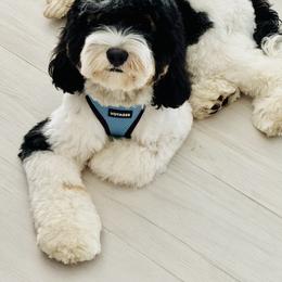 Cockapoo Puppies from Lulu's Cockapoos