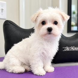 Maltese puppies from Maias Mini Supremes