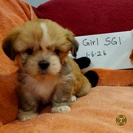 Girl S1 - Golden female Lhasa Apso puppy in Norman, Oklahoma from Steve's Puppies