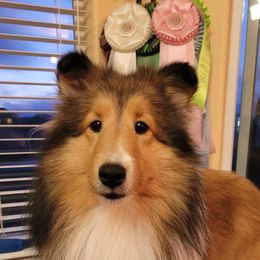 Sofie - Shetland Sheepdog