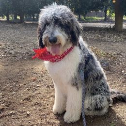Aussiedoodles from SunnyVille Doodles