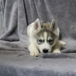 Siberian Husky Puppies from T and T Kennels