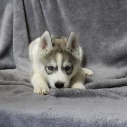 Siberian Husky Puppies from T and T Kennels
