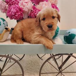 Teal - Golden female Golden Retriever puppy in Sandy, Utah from Golden Meadows of Utah