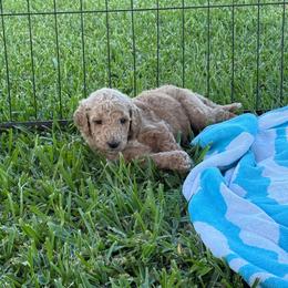 Dune - Apricot male Goldendoodle puppy in Inez, Texas from Heavenly H Doodles