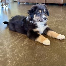 Boy 5-Ham - Black tri male Miniature Australian Shepherd puppy in Edgar Springs, Missouri from Scott’s Aussies LLC