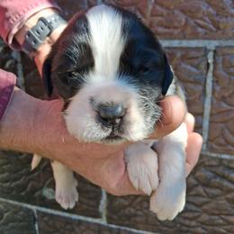 Hazel - Brown and white female Saint Bernard puppy in Kinsman, Ohio from Coleman Saint Bernards of Ohio