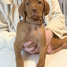 Boy 2 - male Vizsla puppy in Oswego, Illinois from Vizslas of Illinois