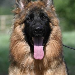 Ophelia - Black and red female German Shepherd puppy in Azle, Texas from Nuckols-Alsup Canines German Shepherds
