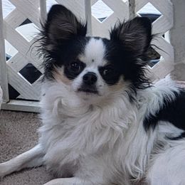 Chihuahuas from Theresa's Chihuahuas