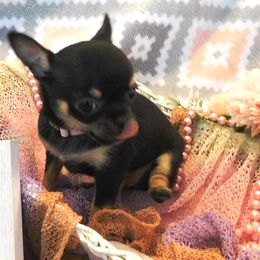 Chihuahua Puppies from Fine Whines & Lickers