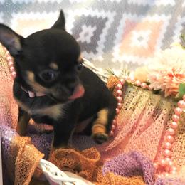 Chihuahua Puppies from Fine Whines & Lickers