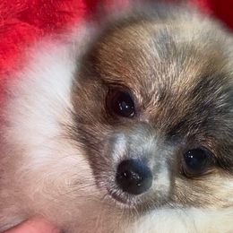 Biscotti (Boy) - Blue merle Pomeranian puppy in Gilmer, Texas from Fairchild Fancy Pomeranians and Coachella Pomeranians
