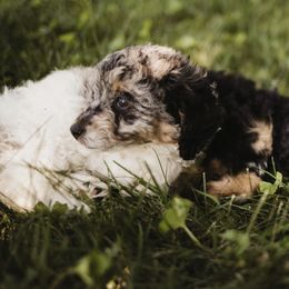 Aussiedoodle Puppies from Olive Tree Mini Aussiedoodles