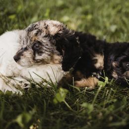 Aussiedoodle Puppies from Olive Tree Mini Aussiedoodles