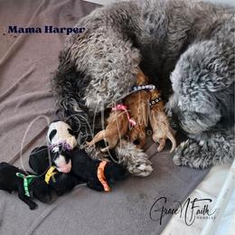 Labradoodle puppies from Grace N Faith Doodles