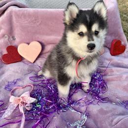 Ella - Tri-color female Pomsky puppy in Grandview, Washington from Alyssa’s Pomskies