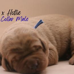 Blue Collar - Yellow male Labrador Retriever puppy in Capron, Virginia from Triple Creek Kennel