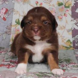 Firefly - Red tri male Toy Australian Shepherd puppy in Okeana, Ohio from Fetching Toy Aussies