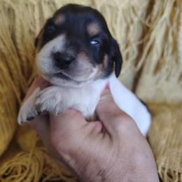 Girl 1 - Piebald female Dachshund puppy in Clayton, Indiana from Love Struck Miniature Dachshunds