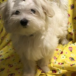 Maltese Puppies from The Royal Furbabies