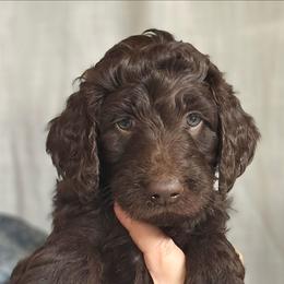 Patsy - Brown female Double Doodle puppy in Jeddo, Michigan from Bert's Doodles