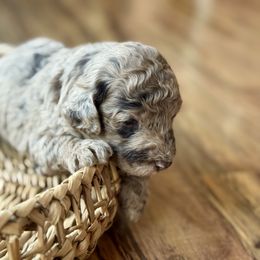Hershey - Merle male Bernedoodle puppy in Santa Barbara, California from K+C Doodles