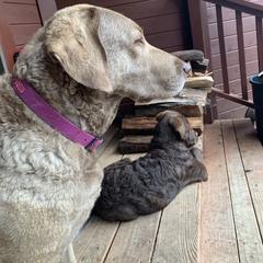 Chesapeake Bay Retriever All Grown Up from Wild Wood Chesapeakes