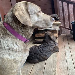 Chesapeake Bay Retriever All Grown Up from Wild Wood Chesapeakes