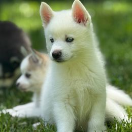 Bryson - White male Pomsky puppy in Exeter, Rhode Island from Ocean State Pomskies