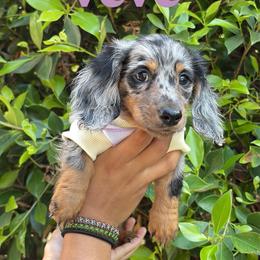 Veve - Dapple female Dachshund puppy in North Hills, California from Mini Dachshunds