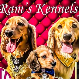 Queen Mary - Cream female Dachshund puppy in Splendora, Texas from Ram’s Kennels